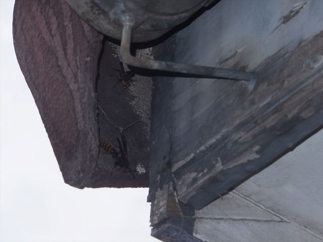 鼻隠し板の劣化状況